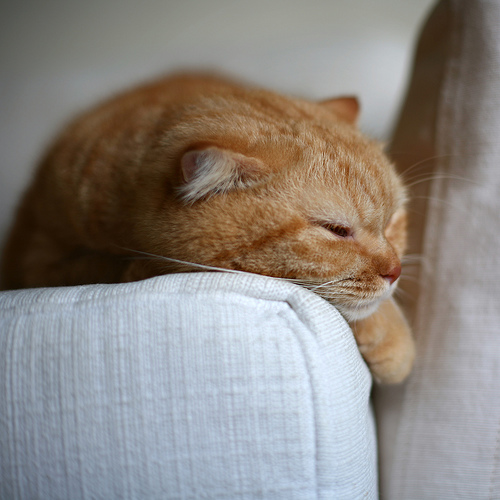 sleepin